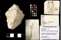 Foto (Objekt + Etiketten) von Palinurus grilli 